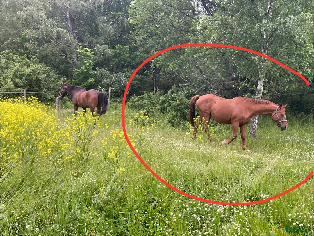 Sällskap hästar till salu: Klokt lättskött sällskap i Uppsala - Annons 3