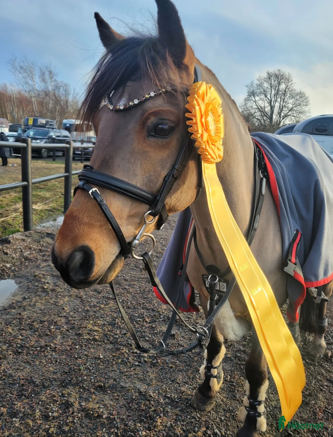 Hoppning hästar till salu: Fantastisk c-ponny i Trollhättan - Annons 3
