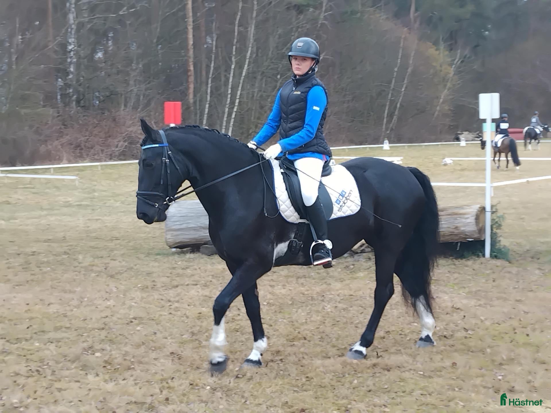  hästar till salu: Vackert Sto - Annons 2