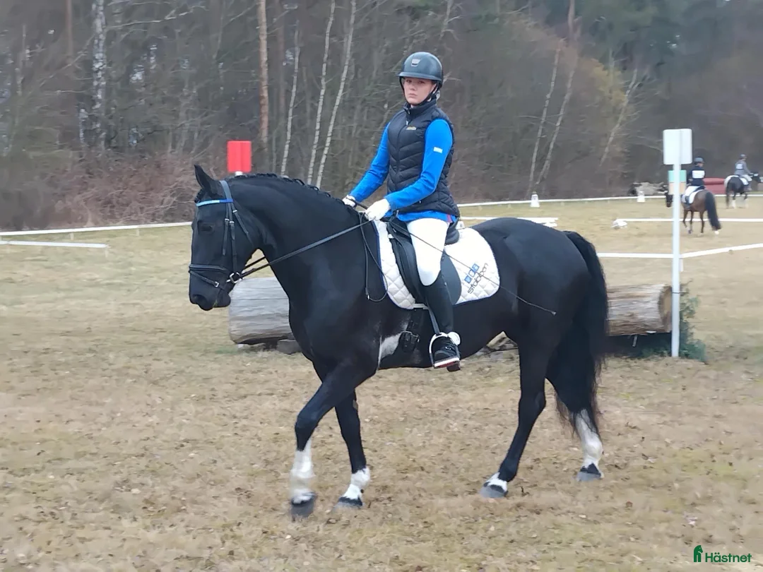 Allround hästar till salu: Vackert Sto - Annons 2