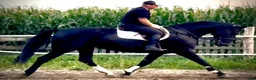 Allround hästar till salu: Black Pearl Waria – Exceptional 5-Year-Old Mare - Annons 7
