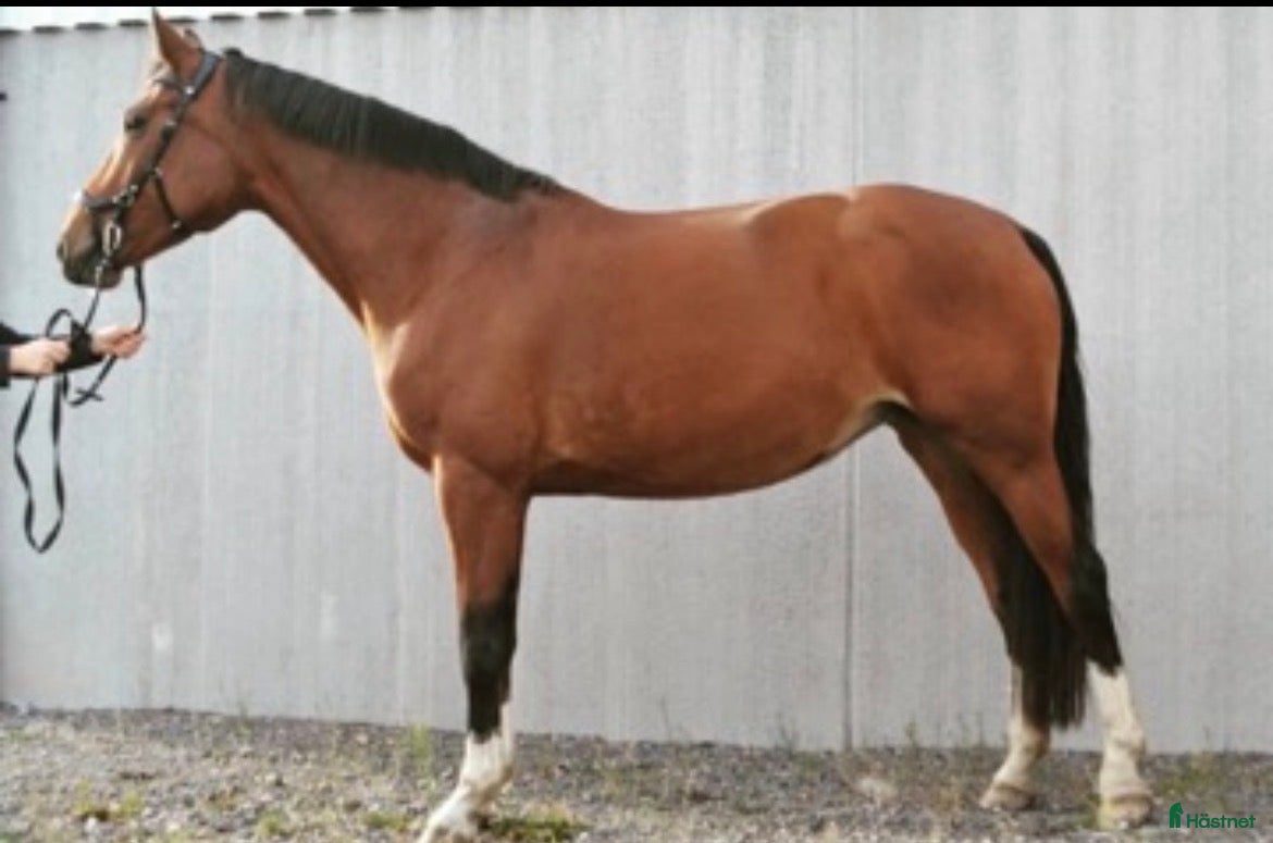  hästar SWB Avelssto - Annons 1