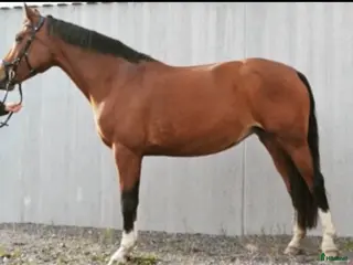 hästar SWB Avelssto - Annons 1