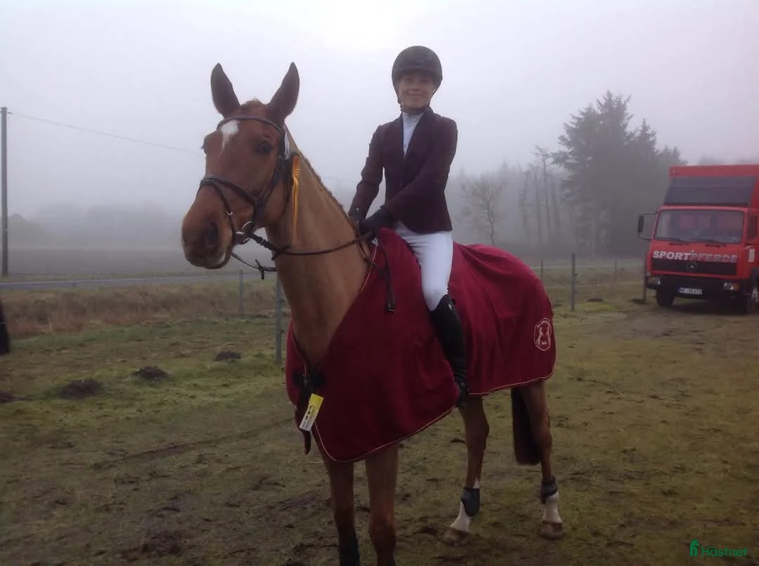  hästservice finnes: Horse Holistic - Hästutbildning - Annons 12