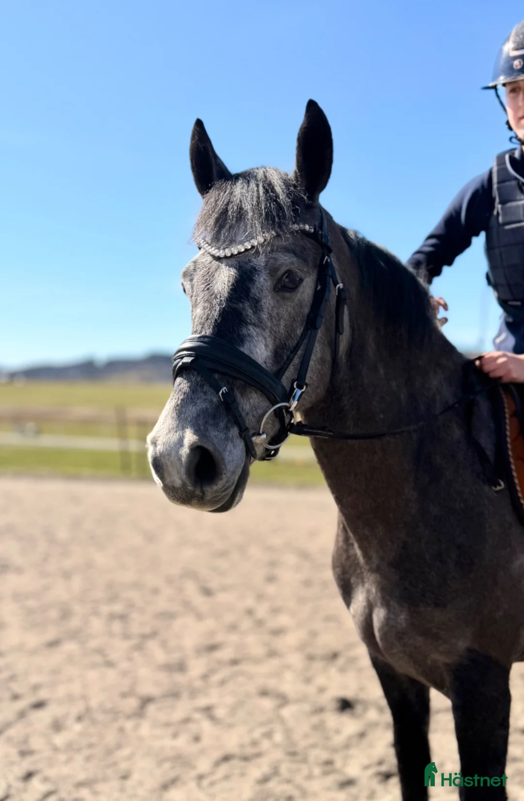 Allround hästar till salu: Valack med potential - Annons 2