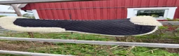 Sadeltillbehör hästutrustning till salu: Paddar till sadel - Annons 2