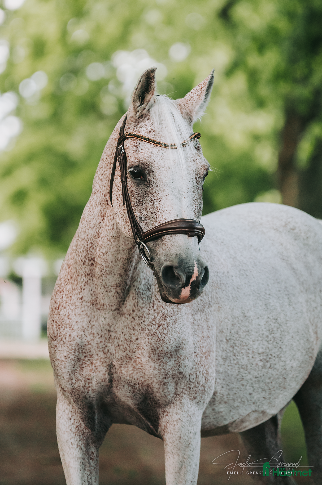  hästar Fantastiskt trygg och välutbildad arabvalack i Eskilstuna - Annons 3