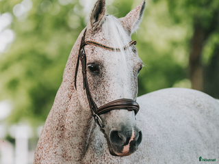 hästar Fantastiskt trygg och välutbildad arabvalack i Eskilstuna - Annons 3