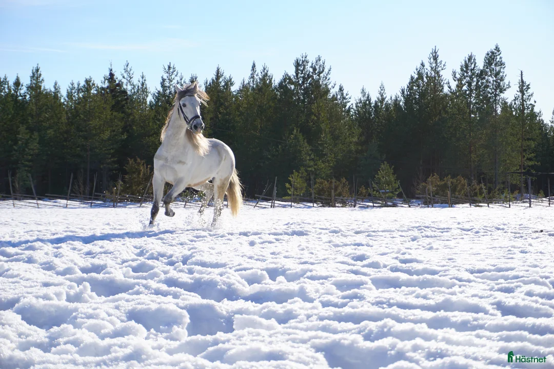 Allround hästar till salu: Andalusier i Edsbyn - Annons 1