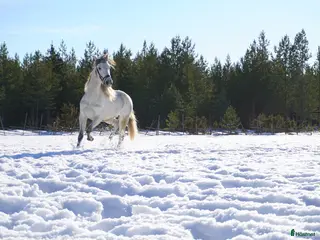 hästar Andalusier - Annons 2