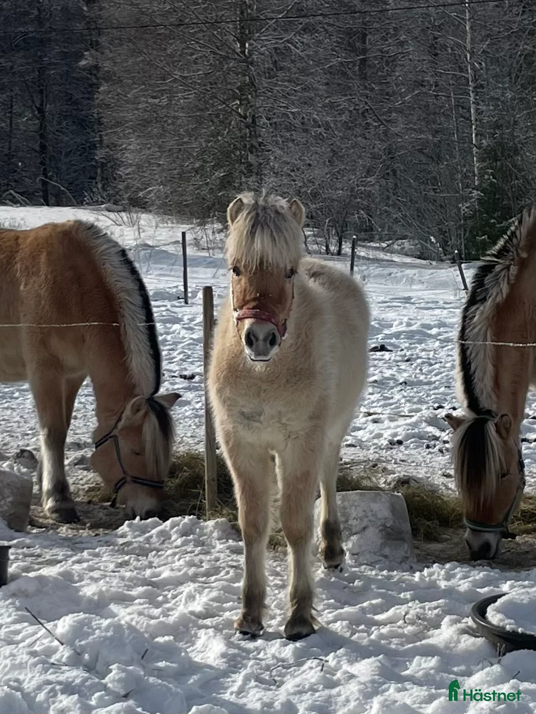 Allround hästar till salu: Fjordsto-25 - Annons 1