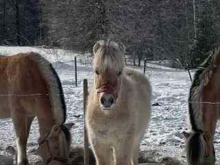 hästar Fjordsto-25 - Annons 5