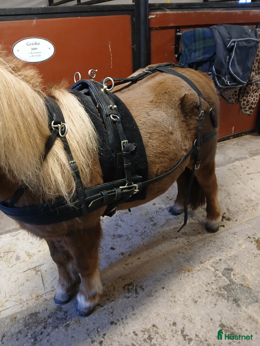 Körselar körning till salu: Parsele shettis i Björkvik - Annons 2