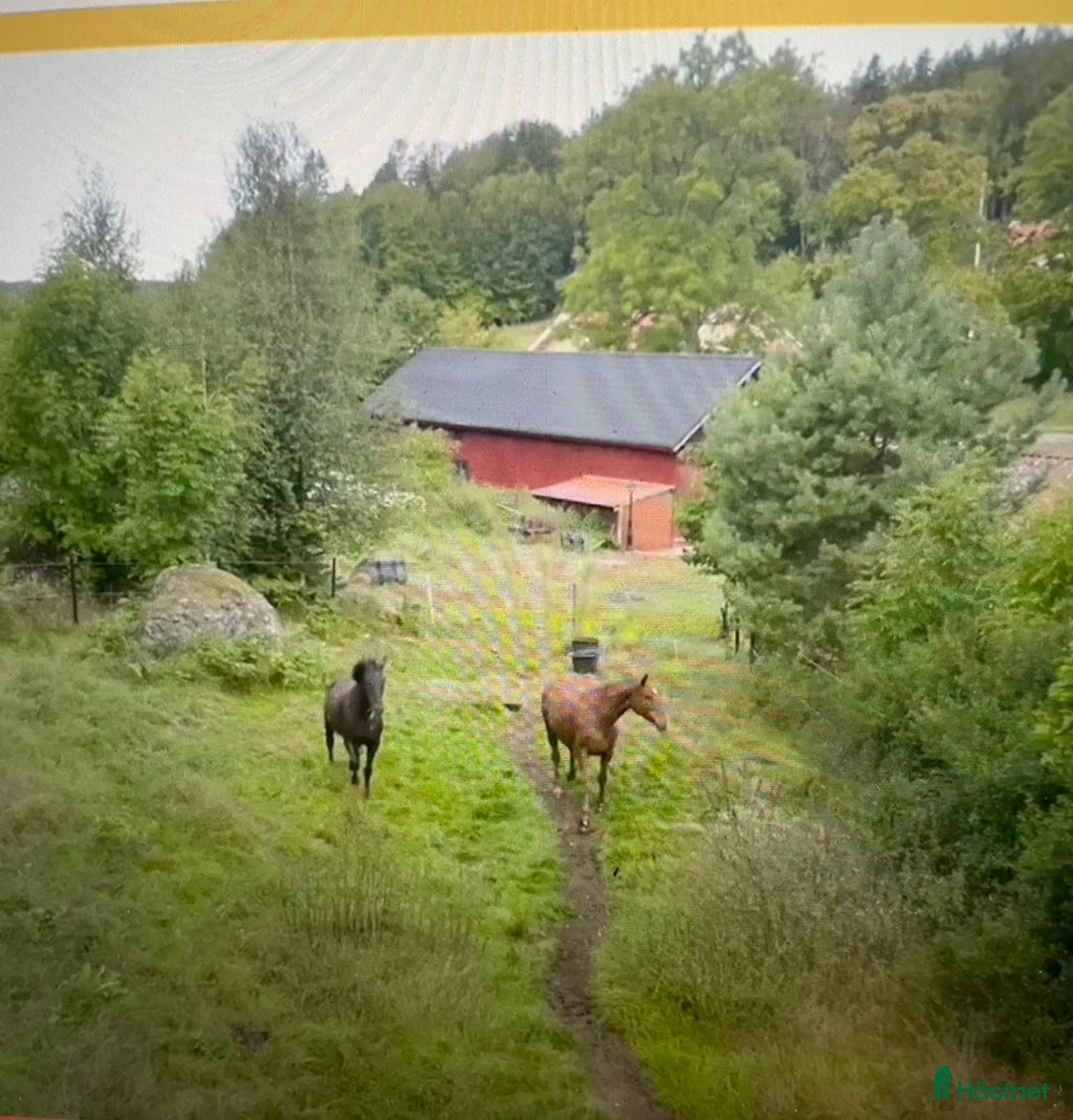  stallplats finnes: Plats i lösdrift med tillgång till box/stallplats i Tystberga - Annons 1