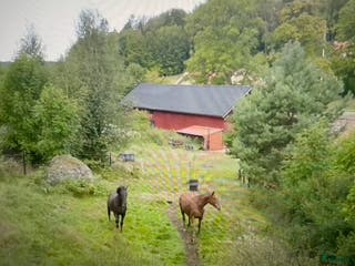 stallplats Plats i lösdrift med tillgång till box/stallplats i Tystberga - Annons 14
