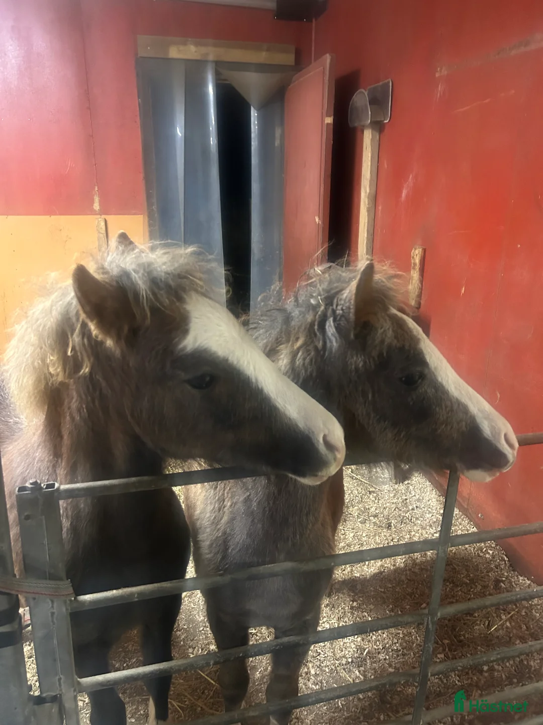 Allround hästar till salu: Sockersöta Welshföl  i Luleå - Annons 3