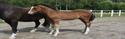Dressyr hästar till salu: Unik Welsh cob / swb i Partille - Annons 10