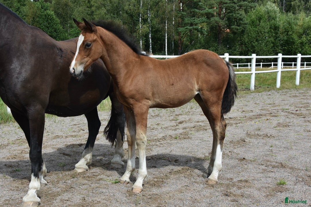 Dressyr hästar till salu: Unik Welsh cob / swb i Partille - Annons 10