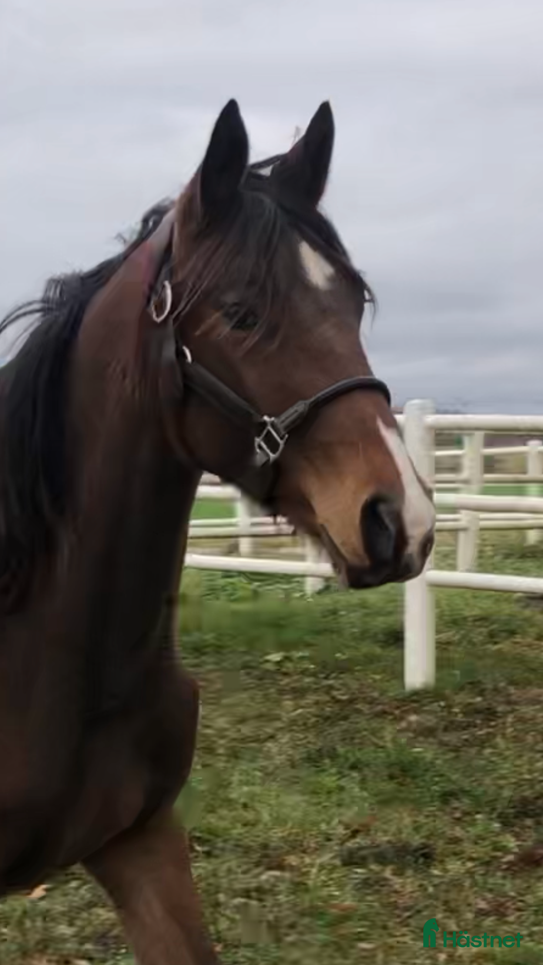 Hoppning hästar till salu: 🌟Välstammade unghästar🌟 i Enköping - Annons 3