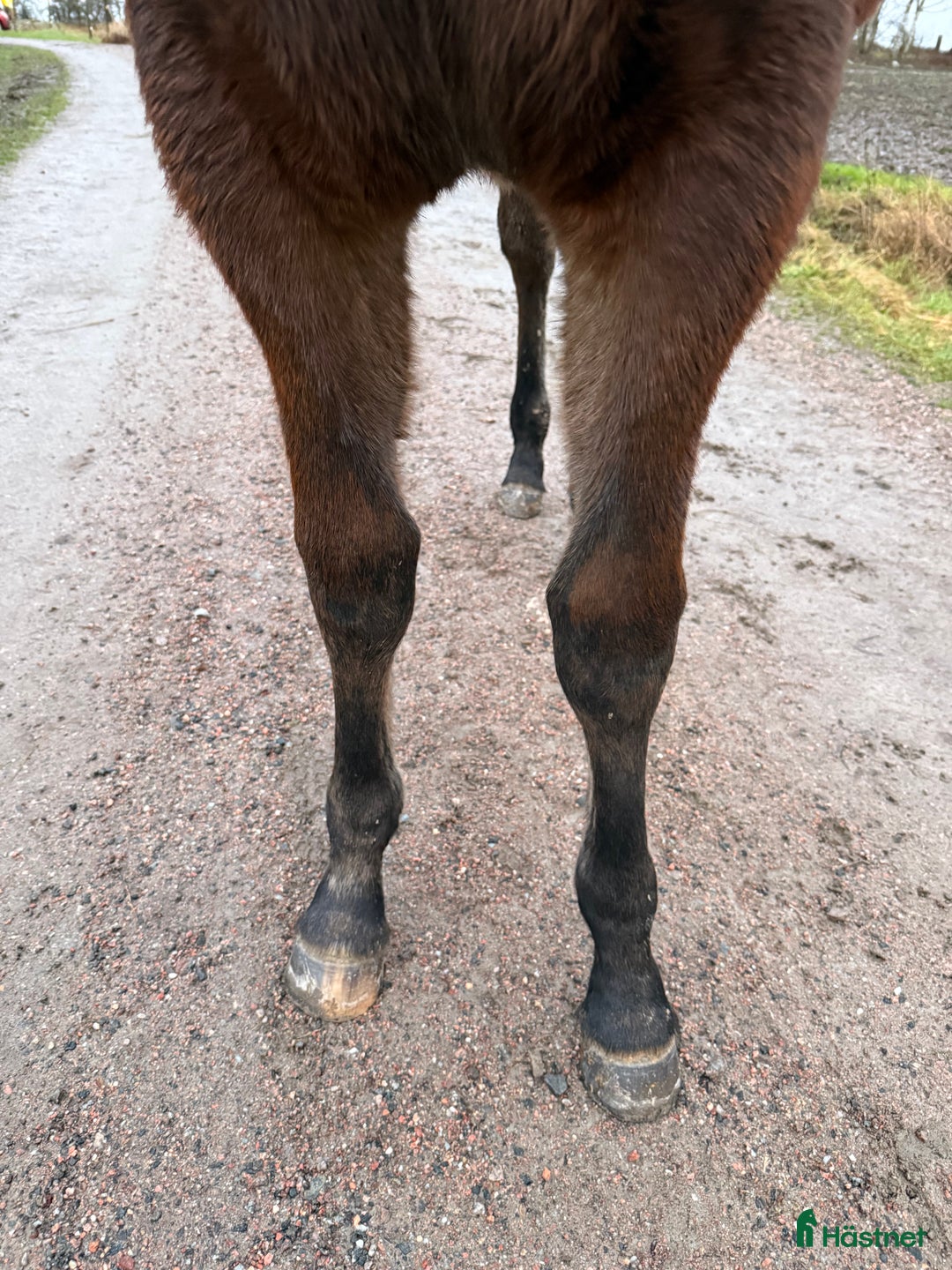 Trav hästar till salu: Nyfiken välhanterat årsföl e Hayden Hanover i Tystberga - Annons 4