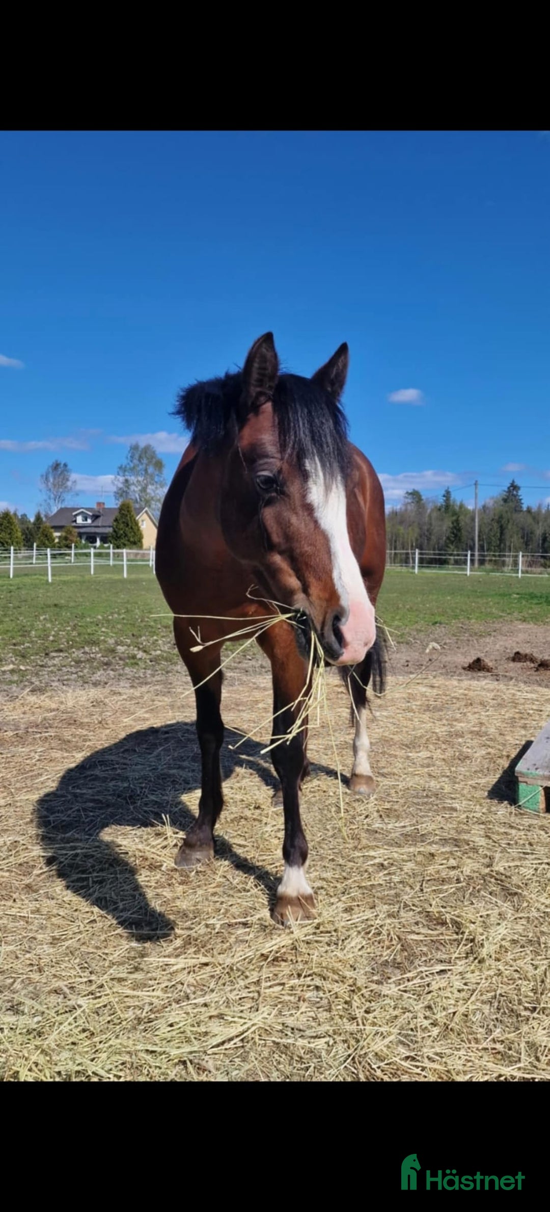 Hoppning hästar till salu: Super söt ponny säljas  i Vedum - Annons 6