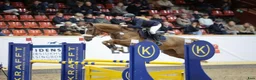 Hoppning hästar till salu: Sportig SWB valack  - Annons 5