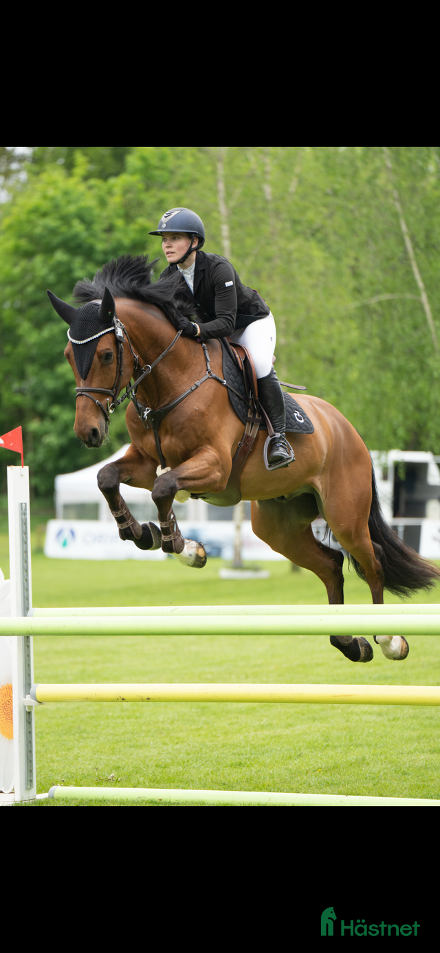 Spring hest till salu i Ejstrupholm | Hästnet