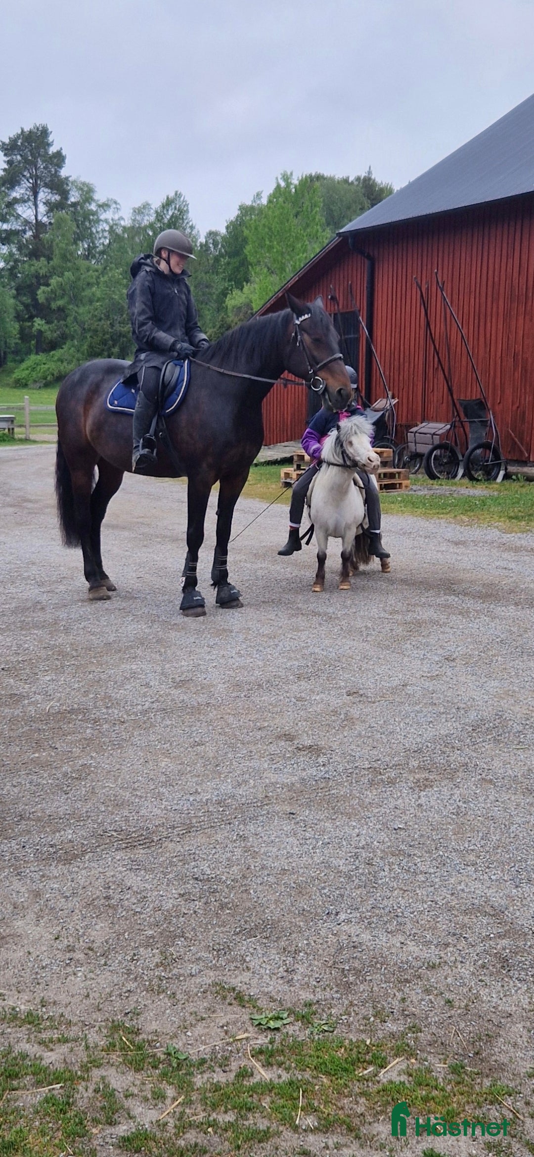  medryttarhäst finnes: Snäll 17 årig valack söker medryttare i järfälla - Annons 5