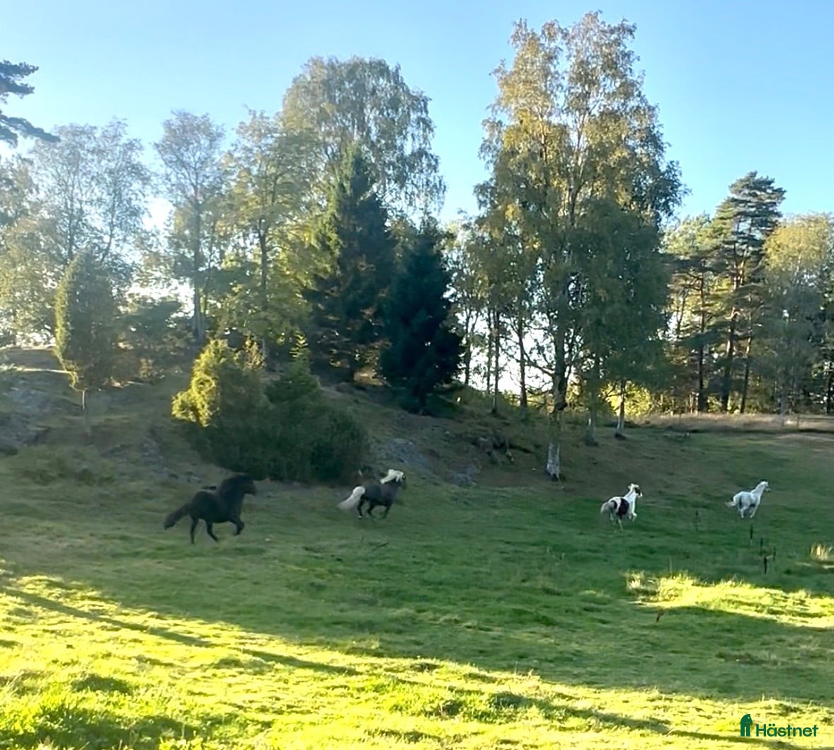  hästar Söker lättfödd foderhäst/ponny  - Annons 7