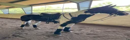 Hoppning hästar till salu: Lovande 4-årig Welsh Partbred med fina kvaliteter - Annons 2