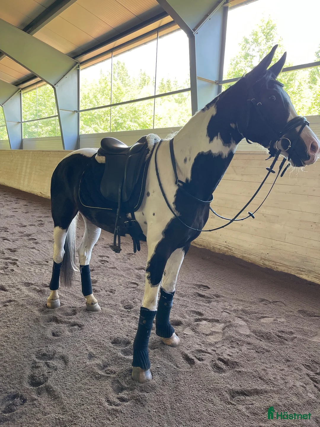 Hoppning hästar till salu: Lovande 4-årig Welsh Partbred med fina kvaliteter - Annons 2