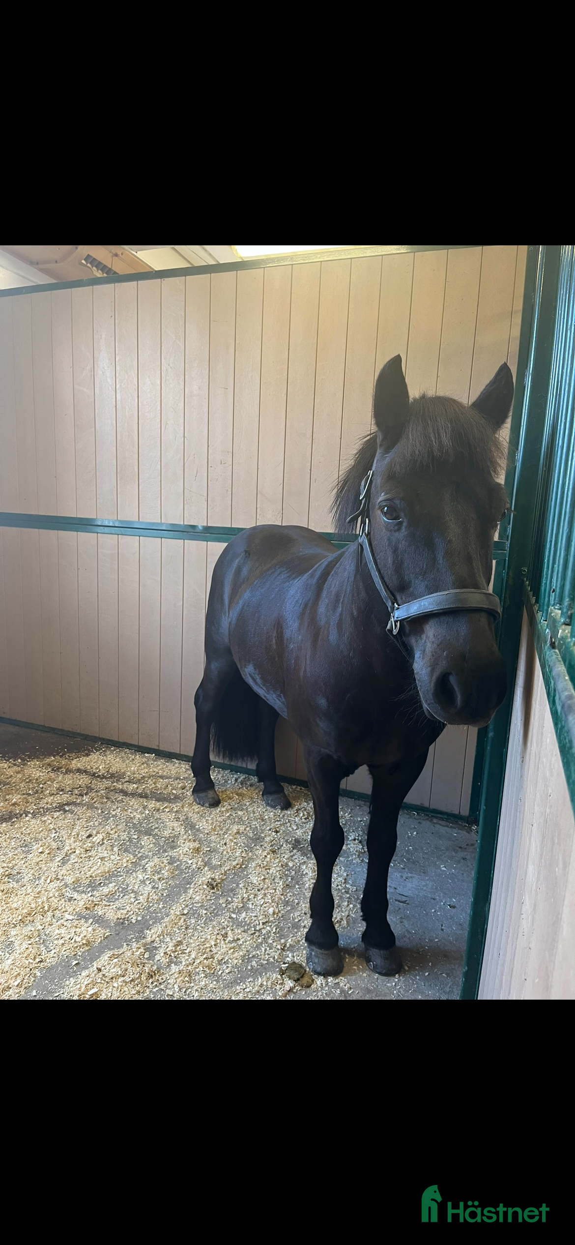  hästar Forseti fra Ysta Geroi i Sollentuna - Annons 1