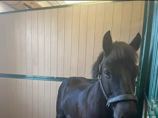 hästar Forseti fra Ysta Geroi i Sollentuna - Annons 1