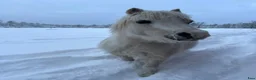 medryttarhäst finnes: Medryttare till sötaste B-ponny - Annons 3