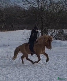  hästar 4 gångssto - Annons 3