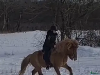 hästar 4 gångssto - Annons 3