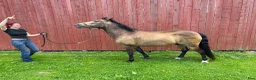 Allround hästar till salu: Guldponny söker nytt hem💛 i Pålsboda - Annons 3