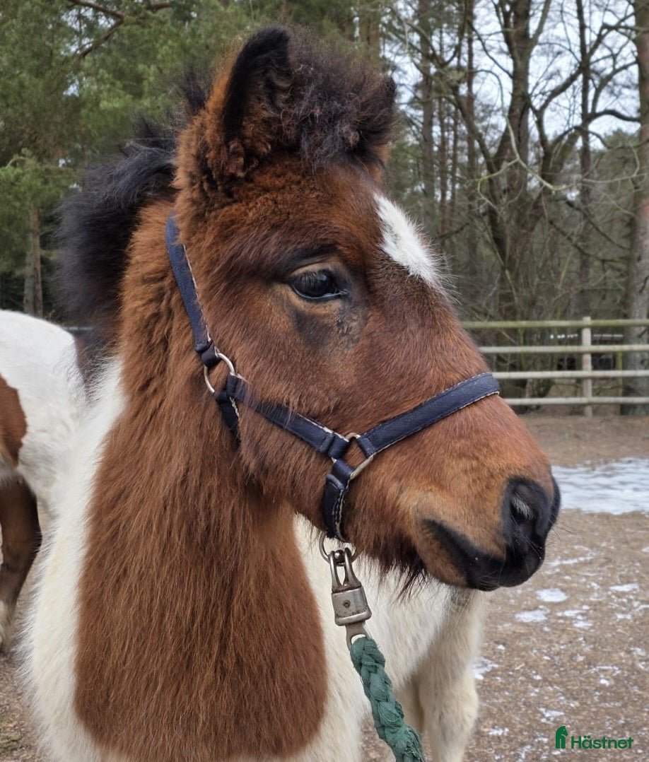  hästar Hingstföl med utstrålning! - Annons 9