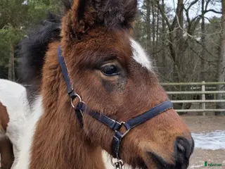 hästar Hingstföl med utstrålning! - Annons 9