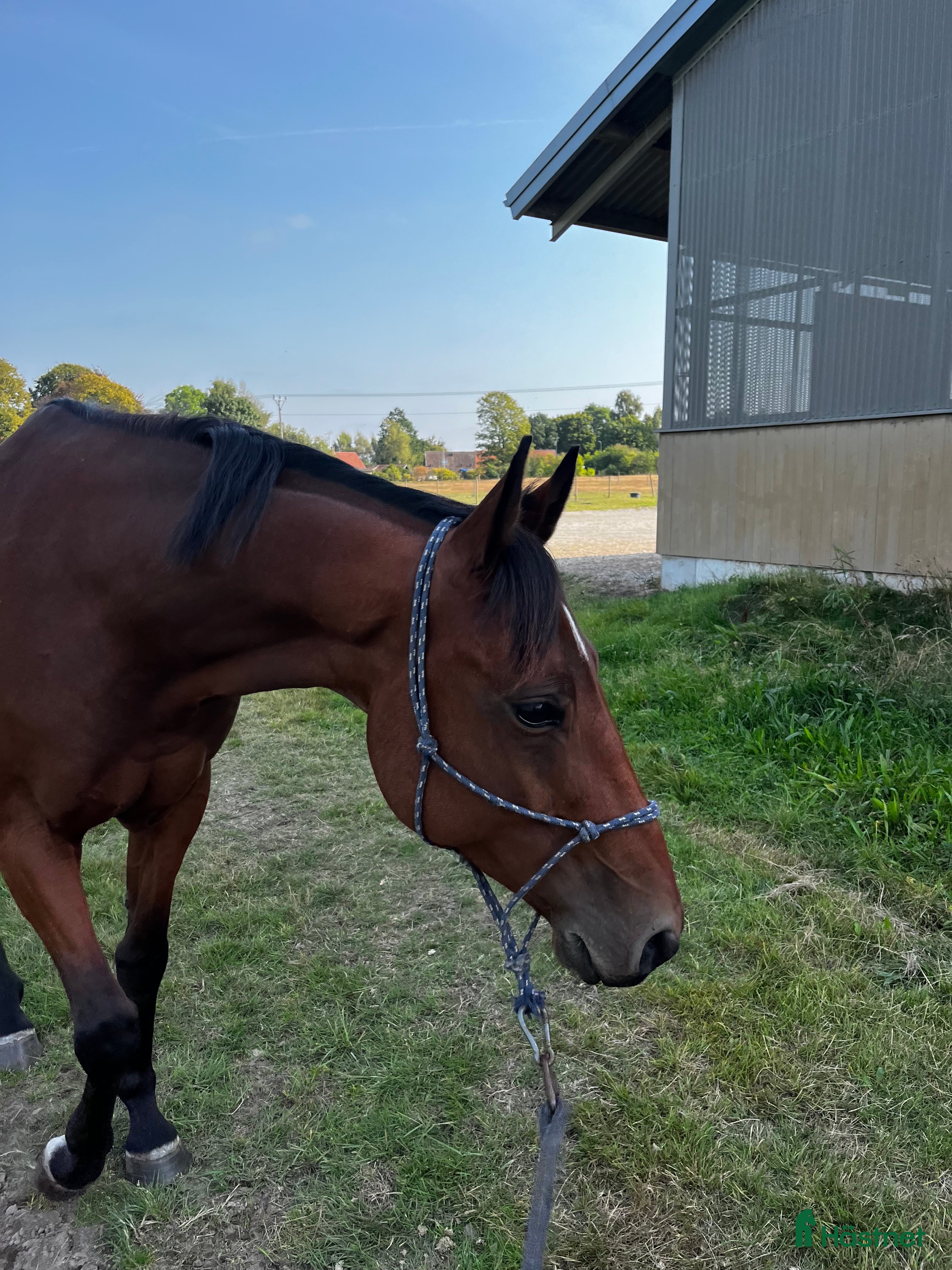  hästar Söker foderhäst/häst i träning western inriktning  - Annons 2