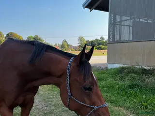 hästar Söker foderhäst/häst i träning western inriktning - Annons 2