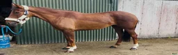 Allround hästar till salu: Lovely allrounder type 160cm - Annons 12