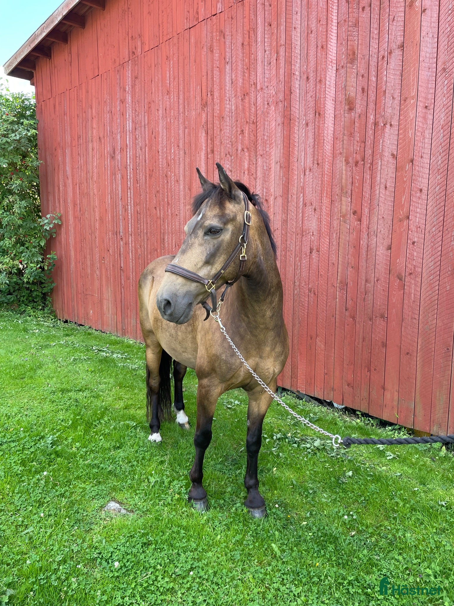  hästar Guldponny söker nytt hem💛 - Annons 2