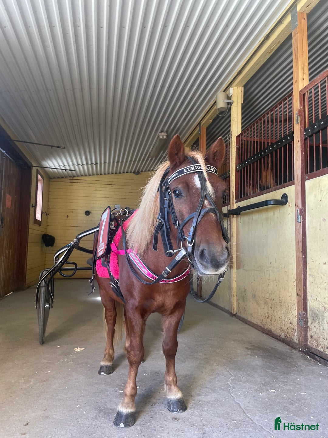 Trav hästar till salu: Trevliga, snälla och duktiga travponnys till salu i Örebro - Annons 4