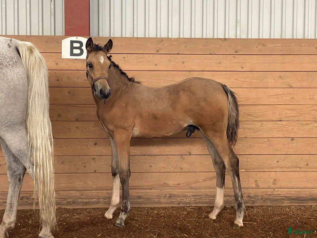 Avelshästar hästar sökes: Dräktigt Ponnysto sökes i Braås - Annons 2
