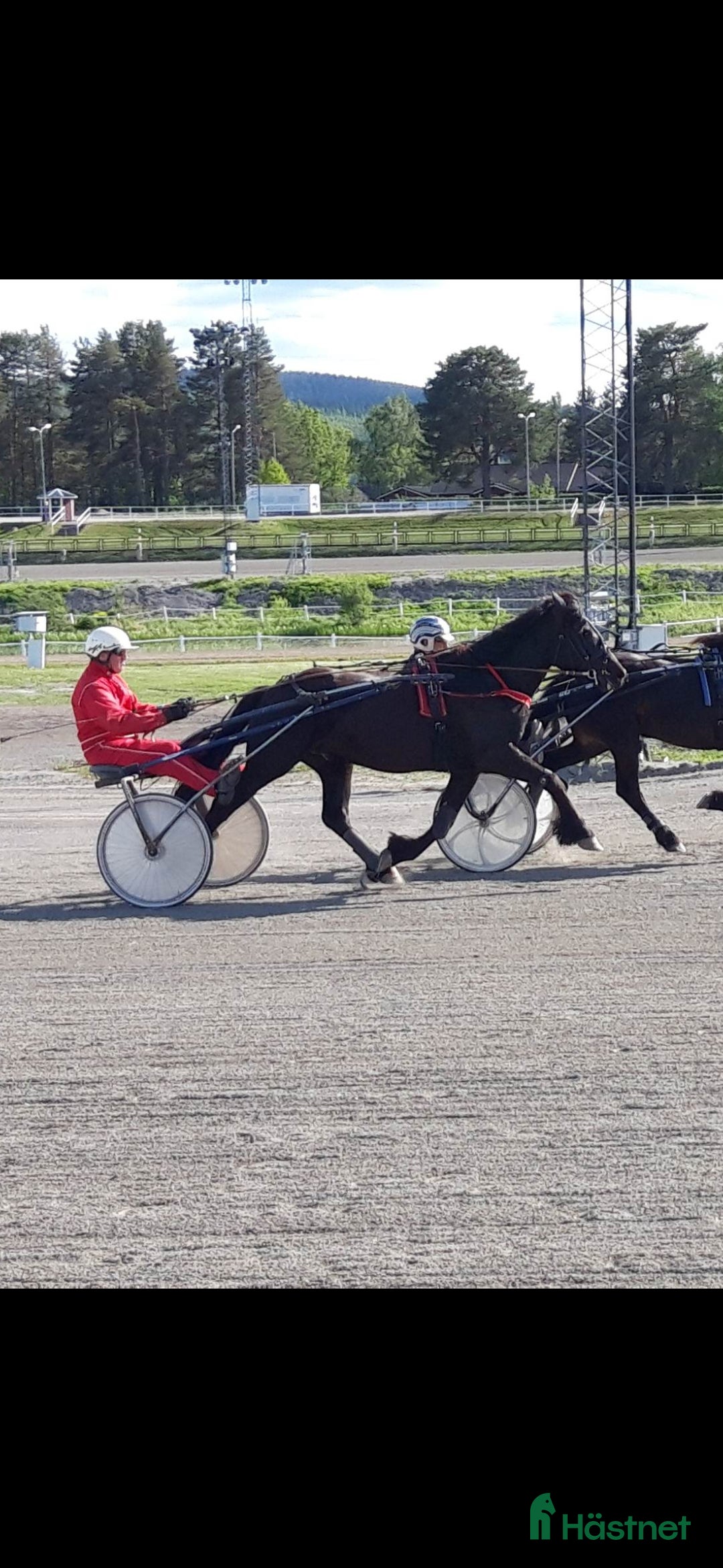 Allround hästar till salu: Kallblodsvalack  i Indal - Annons 4