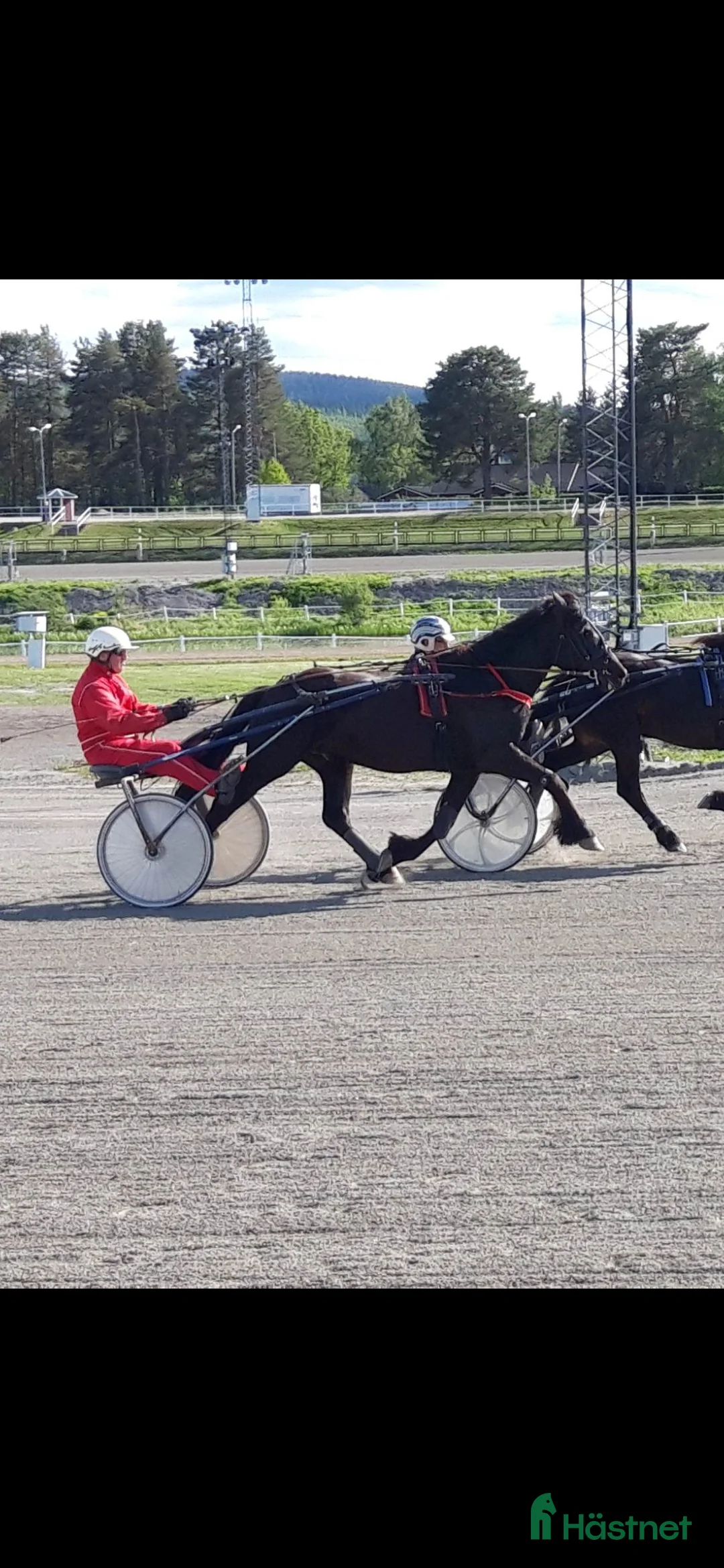 Allround hästar till salu: Kallblodsvalack  i Indal - Annons 4