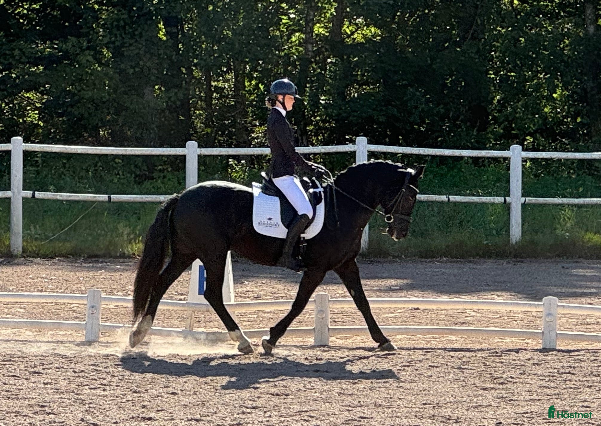  hästar Vackert dressyrsto i Frillesås - Annons 2