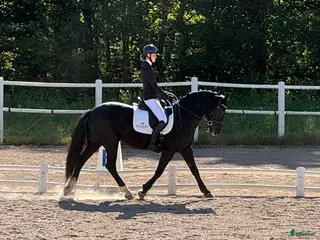 hästar Vackert dressyrsto i Frillesås - Annons 2