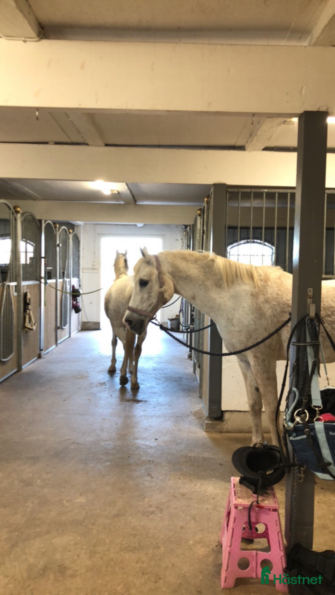 Allround hästar sökes: Bästa vän sökes! i Mariestad - Annons 3